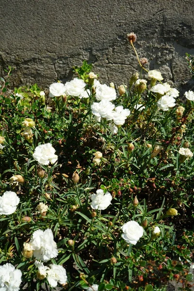 Dianthus Plumarius Białe Kwiaty Czerwcu Ogrodzie Dianthus Plumarius Różowy Pospolity — Zdjęcie stockowe