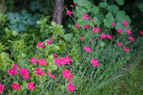 Dianthus Deltoides Juni Garten Dianthus Deltoides Das Jungfrauenrosa Ist Eine — Stockfoto