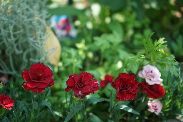 Многолетний Dianthus Plumarius Красный Цветет Июне Саду Dianthus Род Цветковых — стоковое фото