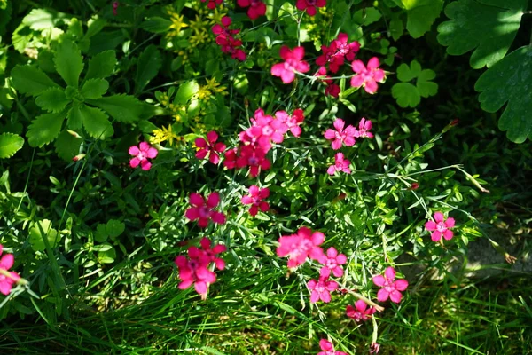 Dianthus Deltoides Τον Ιούνιο Στον Κήπο Dianthus Deltoides Παρθενικό Ροζ — Φωτογραφία Αρχείου