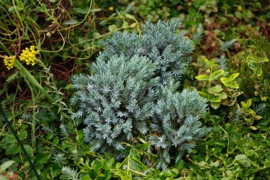 Bahçede Juniperus squamata 'Blue Star' var. Juniperus squamata, kısaca Himalaya ardıcı, selvi familyasından bir kozalaklı çalı türüdür. Berlin, Almanya 