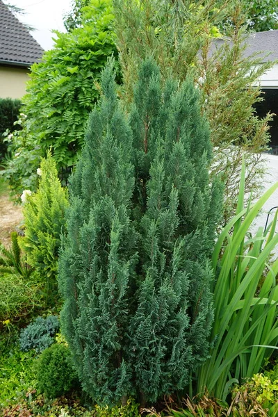 Bahçede ChamaecyParis Lawsoniana 'Pamuk Prenses'. Chamaecyparis lawsoniana, Chamaecyparis cinsi içinde, Cupressaceae familyasından bir kozalak türüdür. Berlin, Almanya 