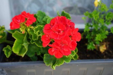 Ayakta duran kırmızı sardunyalar, Haziran 'da penceredeki bir çiçek kutusunda çiçek açarlar. Pelargonium hororum (İngilizce: Pelargonium hororum, 