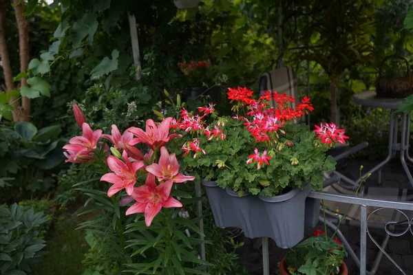 Pelargonium Zonale Uma Espécie Planta Com Flor Pertencente Família Pelargonium — Fotografia de Stock