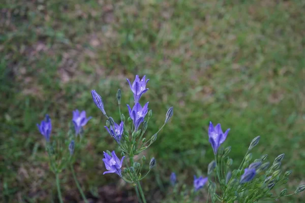 Triteleia Laxa Kraliçe Fabiola Haziran Bahçede Çiçek Açar Triteleia Laxa — Stok fotoğraf