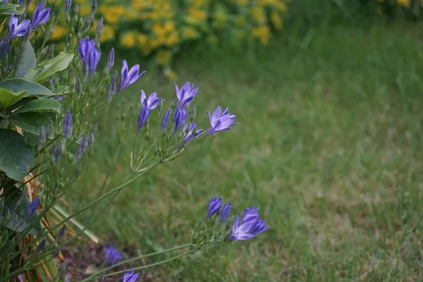 Triteleia Laxa Rainha Fabiola Florescer Junho Jardim Triteleia Laxa Brodiaea — Fotografia de Stock