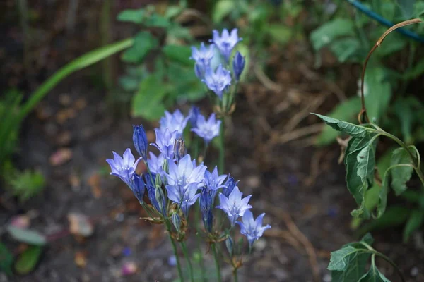 Triteleia Laxa Murielae Kvete Červnu Zahradě Triteleia Laxa Brodiaea Laxa — Stock fotografie