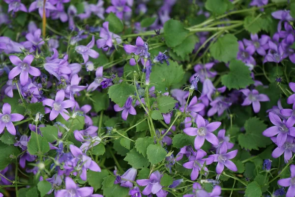 Campanula Portenschlagiana June Garden Campanula Portenschlagiana Wall Bellflower Species Flowering — Stock Photo, Image