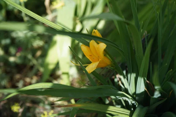 Hemerocallis Hybride Stella Oro Est Lis Jour Petites Fleurs Lis — Photo