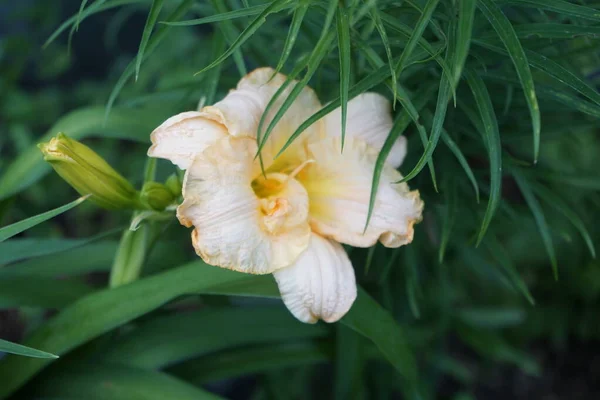 Hemerocallis Cultorum Schnickel Fritz Denní Lilie Nebo Lilie Kvetoucí Rostlina — Stock fotografie