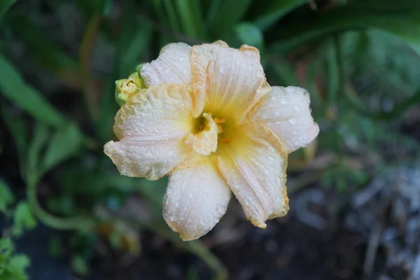 Hemerocallis Cultorum Schnickel Fritz Denní Lilie Nebo Lilie Kvetoucí Rostlina — Stock fotografie