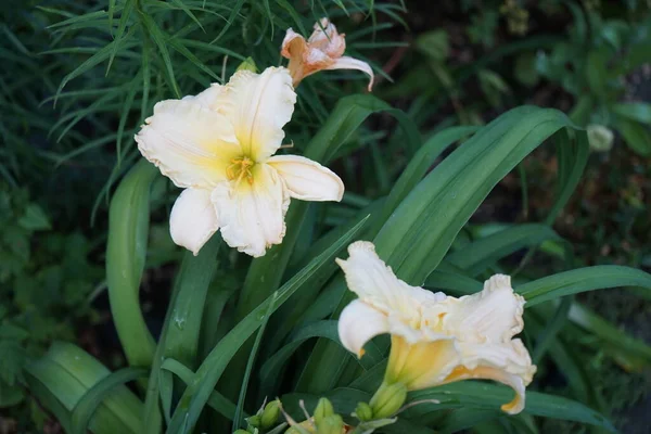 Hemerocallis Cultorum Schnickel Fritz Denní Lilie Nebo Lilie Kvetoucí Rostlina — Stock fotografie