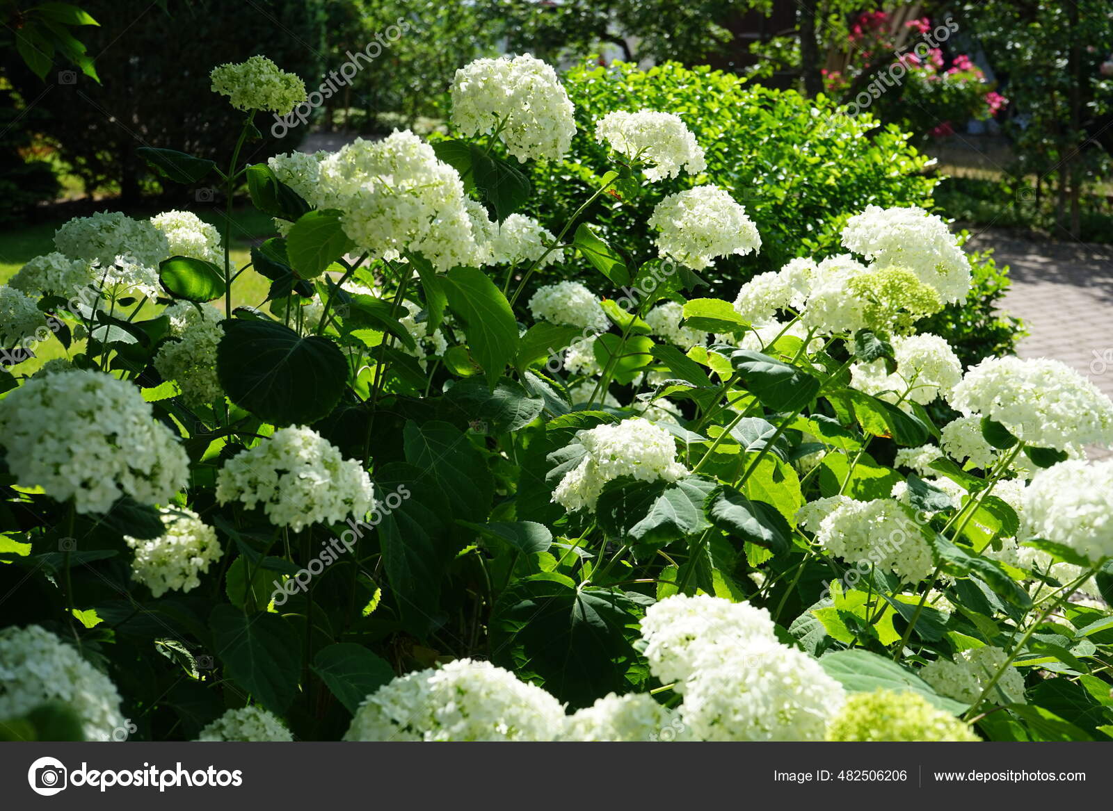 Hydrangea Arborescens Commonly Known Smooth Hydrangea Wild Hydrangea