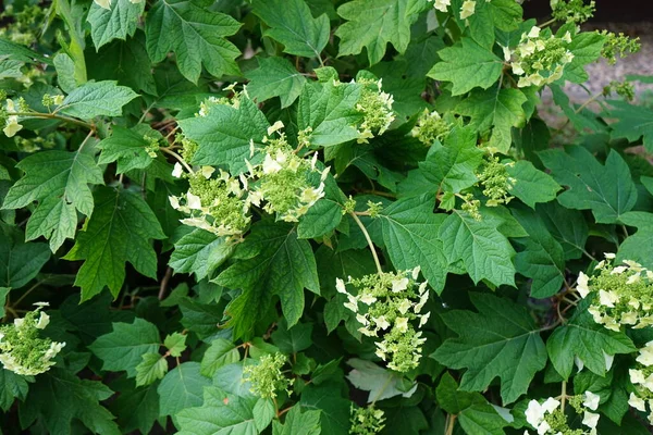 Hydrangea quercifolia, ortancagiller (Hydrangeaceae) familyasından bir bitki türü. Berlin, Almanya 