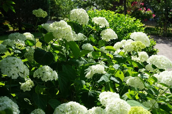 Hydrangea arborescens, Hydrangeae familyasından bir bitki türü olup, genellikle ortanca, yabani ortanca, yedi ağaç kabuğu veya bazı durumlarda koyun çiçeği olarak bilinir. Berlin, Almanya 