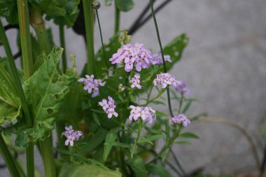 Haziran 'da bahçede iberis umbellata. İberis, genellikle şeker tohumu olarak da bilinir, Brascaceae familyasına ait çiçekli bir bitki cinsidir. Berlin, Almanya  