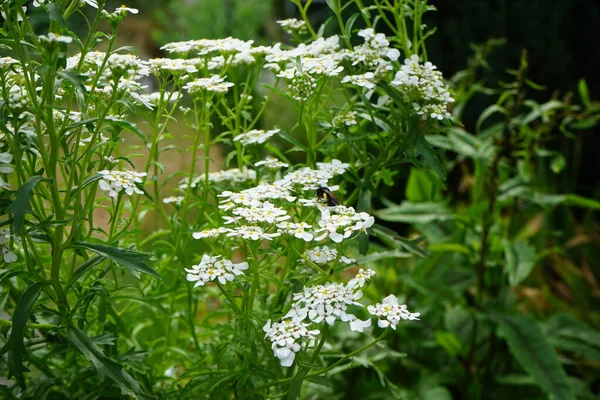 Μαύρη Μύγα Bibio Marci Λουλούδια Iberis Umbellata Στον Κήπο Bibio — Φωτογραφία Αρχείου