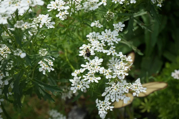 Svart Fluga Bibio Marci Blommor Iberis Umbellata Trädgården Bibio Marci — Stockfoto