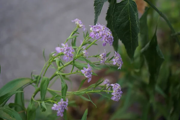 Iberis Umbellata Giardino Giugno Iberis Comunemente Chiamato Candytuft Genere Piante — Foto Stock