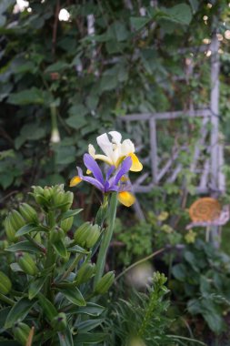 Iris hollandica 'Mix'. Renkli çiçekler sonlara doğru dar, uzun ve incedir. Berlin, Almanya 
