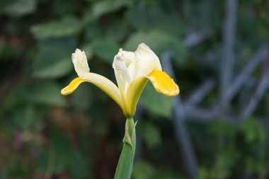 Iris hollandica 'Mix'. Beyaz ve sarı güzel ve parlak renkler. Renkli çiçekler sonlara doğru dar, uzun ve incedir. Berlin, Almanya 