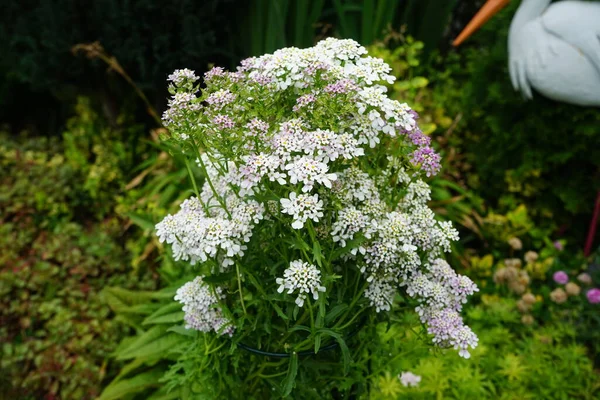 6月に庭のイベリス ウンベラタ 一般的にカンナフト Canytuft と呼ばれるイベリス Iberis アブラナ科に属する開花植物の属です ドイツ ベルリン — ストック写真