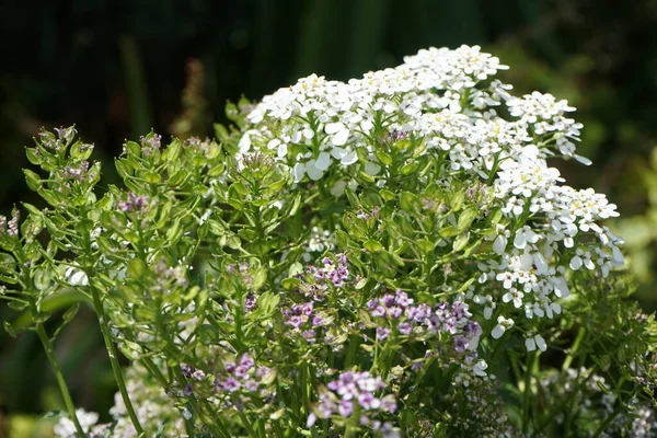 Iberis Umbellata Dans Jardin Juin Iberis Est Genre Plantes Famille — Photo