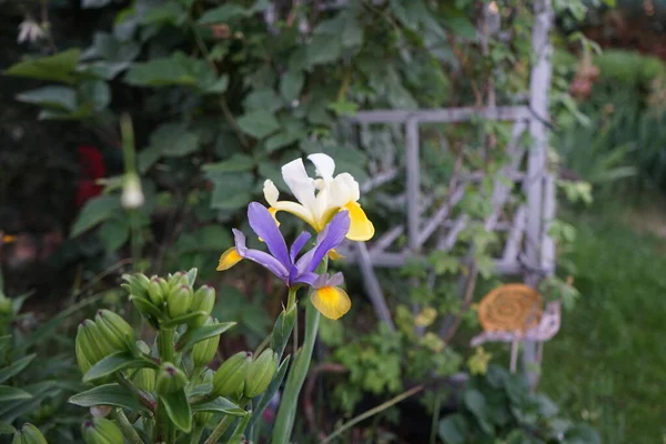 Iris Hollandica Mix Πολύχρωμα Λουλούδια Είναι Στενά Και Μακριά Και — Φωτογραφία Αρχείου