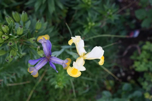 Iris Hollandica Mix Кольорні Квіти Вузькі Довгі Звужуються Кінця Берлін — стокове фото