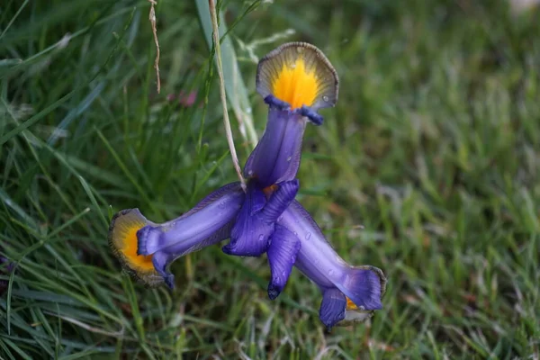 Iris Hollandica Mix Kolorowe Kwiaty Wąskie Długie Stożkowe Pod Koniec — Zdjęcie stockowe