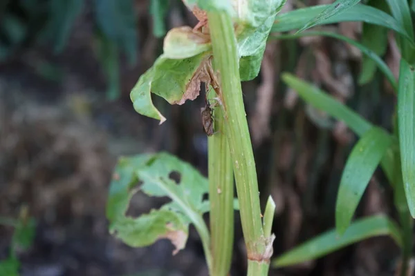Rostlina Škůdce Halyomorpha Halí Zahradě Červnu Hnědý Marmorovaný Smradlavý Brouk — Stock fotografie