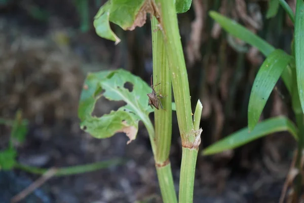Rostlina Škůdce Halyomorpha Halí Zahradě Červnu Hnědý Marmorovaný Smradlavý Brouk — Stock fotografie
