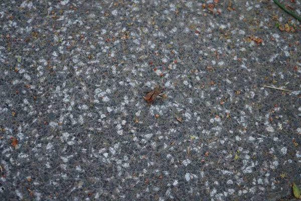 Pianta Parassita Halyomorpha Halys Giardino Nel Mese Giugno Insetto Marmorato — Foto Stock