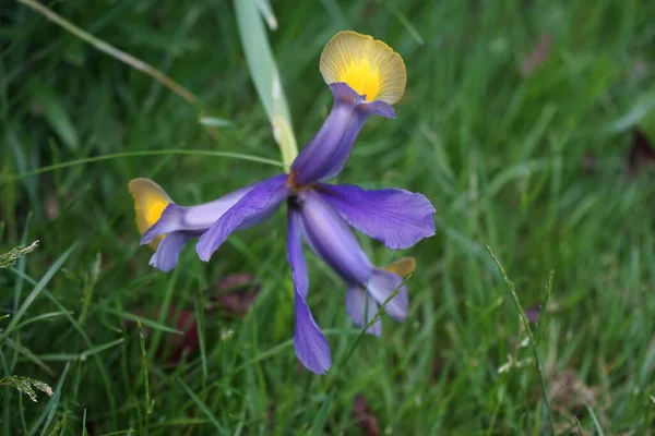 Iris Hollandica Mix Colorful Flowers Narrow Long Taper End Berlin Stock Picture