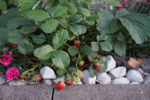 정원에 딸기가 카네이션 베를린 — 스톡 사진