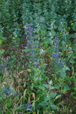 Echium vulgare, Yılangiller (Boraginaceae) familyasından Boraginaceae familyasından bir bitki türü. Berlin, Almanya 