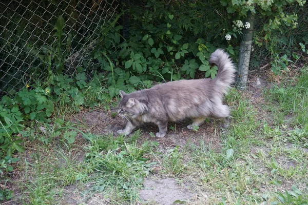 Die Graue Flauschkatze Geht Selbstbewusst Auf Das Vertraute Loch Zaun — Stockfoto