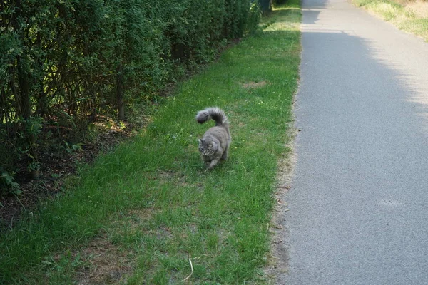 灰色のふわふわの猫は自信を持ってフェンスのおなじみの穴に向かって歩いていきます ドイツ ベルリン — ストック写真