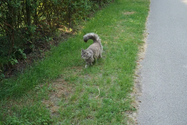 灰色のふわふわの猫は自信を持ってフェンスのおなじみの穴に向かって歩いていきます ドイツ ベルリン — ストック写真