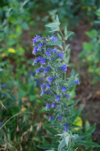 Echium Vulgare Noto Come Vipera Bugloss Blueweed Una Specie Pianta — Foto Stock