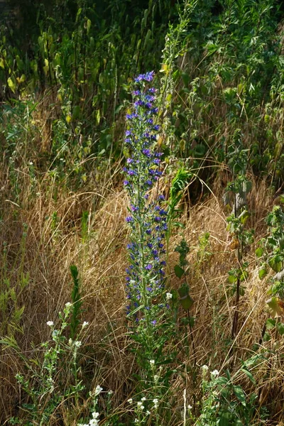 Echium Vulgare Known Viper Bugloss Blueweed Species Flowering Plant Borage — Stock Photo, Image