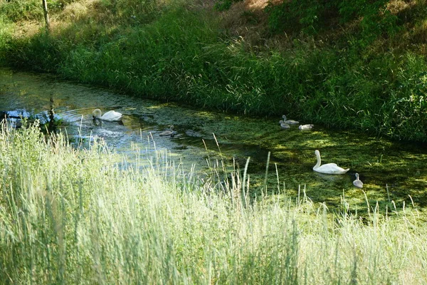 Famille Des Cygnes Flotte Sur Rivière Wuhle Juin Marzahn Hellersdorf — Photo