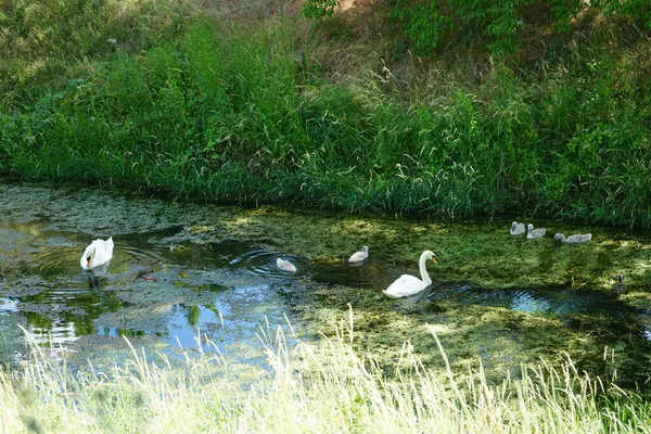 Família Dos Cisnes Flutua Rio Wuhle Junho Marzahn Hellersdorf Berlim — Fotografia de Stock