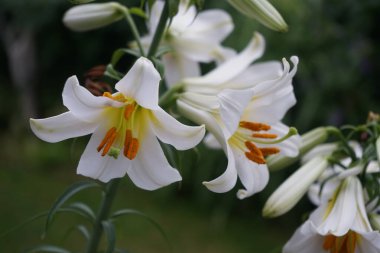 Beyaz Lily, Lilium Candidum, çiçek bahçesinde. Lilium candidum, Madonna zambağı, gerçek zambak ailesinde bir bitkidir. Berlin, Almanya 