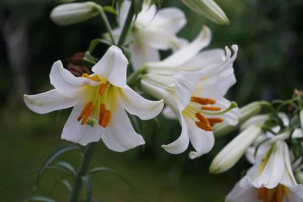 Biała Lily Lilium Candidum Ogrodzie Kwiatowym Lilium Candidum Madonna Lilia — Zdjęcie stockowe