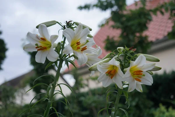 Biała Lily Lilium Candidum Ogrodzie Kwiatowym Lilium Candidum Madonna Lilia — Zdjęcie stockowe