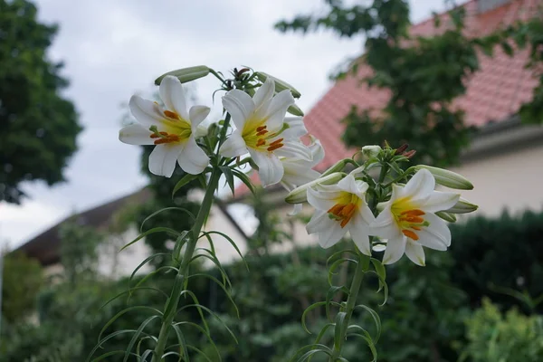 白百合 百合念珠 在花园子里 百合花 圣母百合花 是真正百合花科的一种植物 德国柏林 — 图库照片
