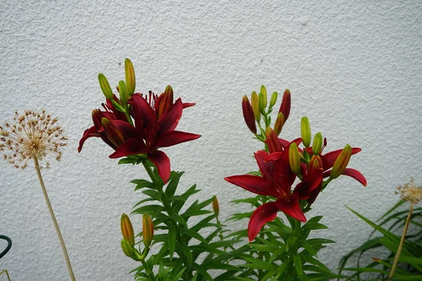 Asiático Lilium Hybridum Black Out Florescer Junho Jardim Lilium Género — Fotografia de Stock