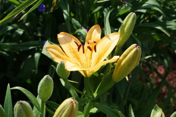 Lilium Asiatique Dans Les Tons Jaune Clair Orange Fleurit Juin — Photo