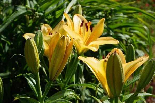 Lilium Asiatique Dans Les Tons Jaune Clair Orange Fleurit Juin — Photo